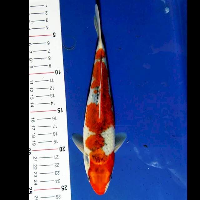 Goshiki 23 cm