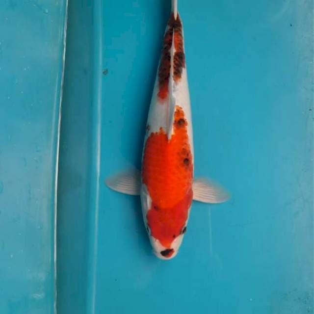 Male showa tategoi 36cm