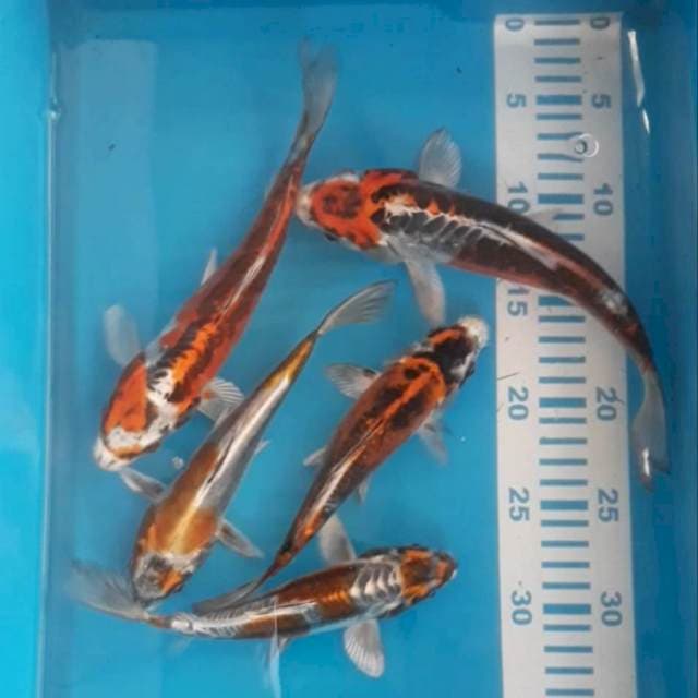 20-25 cm 5 ekor