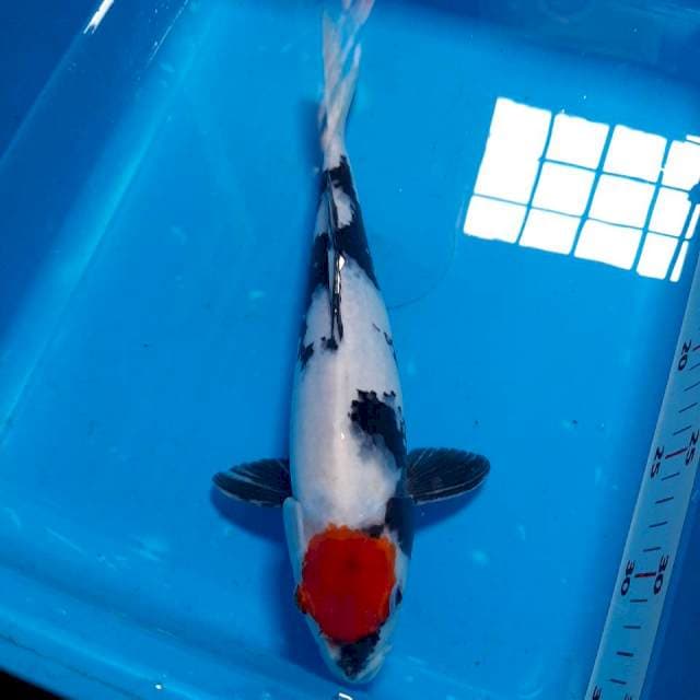 Tanco Showa, 31cm