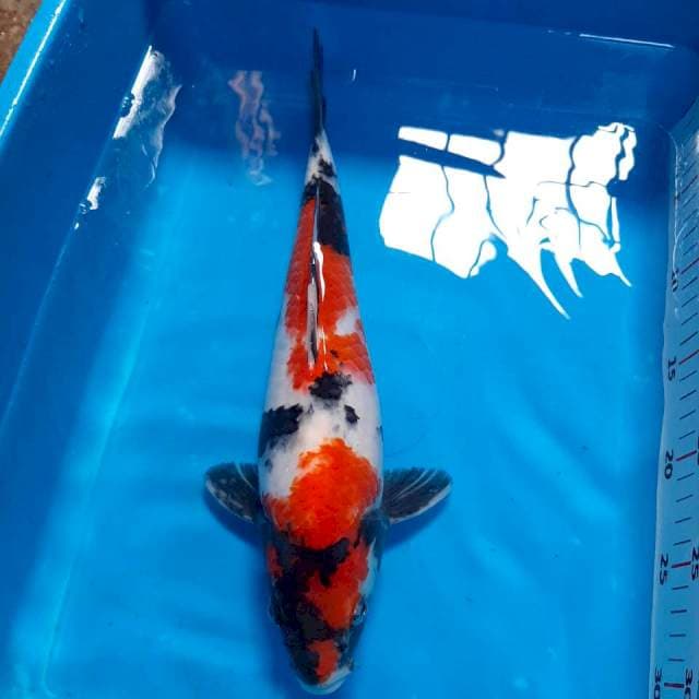 Showa, 35cm