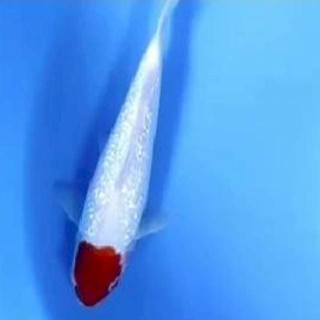 Tc kohaku ginrin 25cm