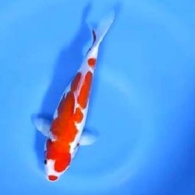 Kucibeni kohaku 25cm