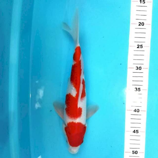 Maruten kohaku inazuma strong 30cm