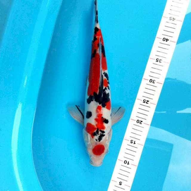 Tanco sanke 39cm