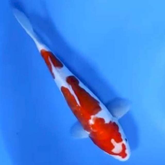 Kohaku 25cm