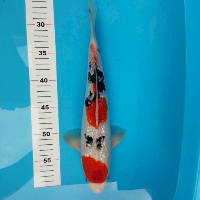 Sanke ginrin 35cm