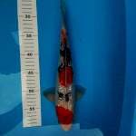 Sanke ginrin 35cm