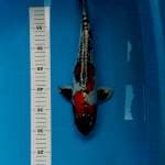 Kujaku doit 35cm