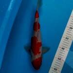 Kohaku 32cm 