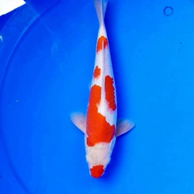 KUCIBENI KOHAKU MANIS
