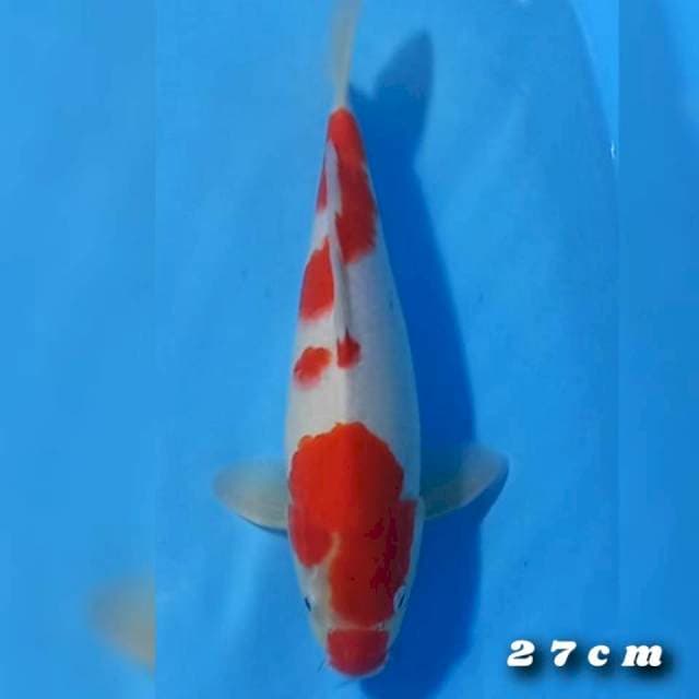 Kohaku 27cm