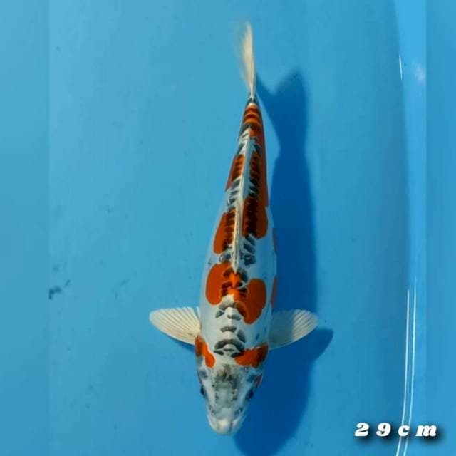 Kiki step5 29cm