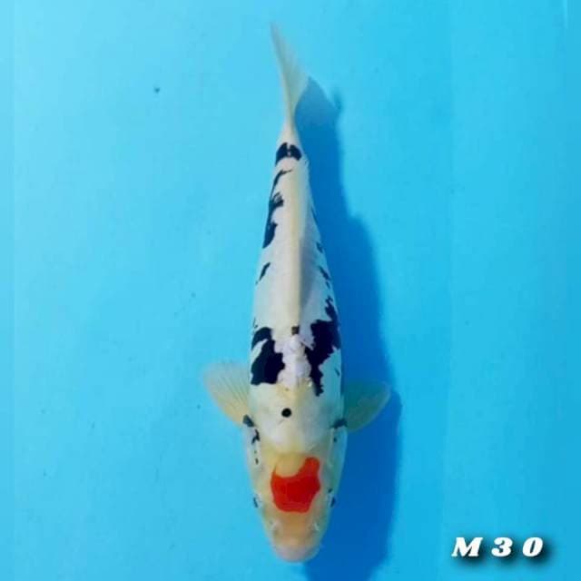 Tc kumon 30cm
