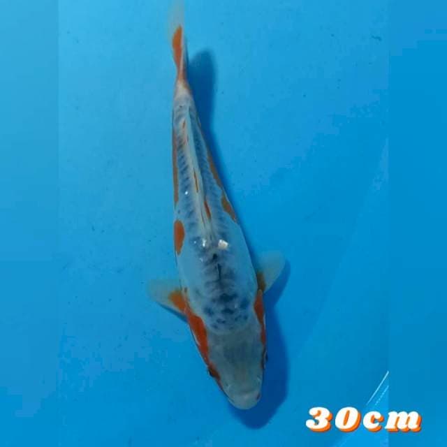 Susui 30cm