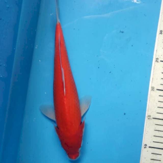 Kohaku, 28cm