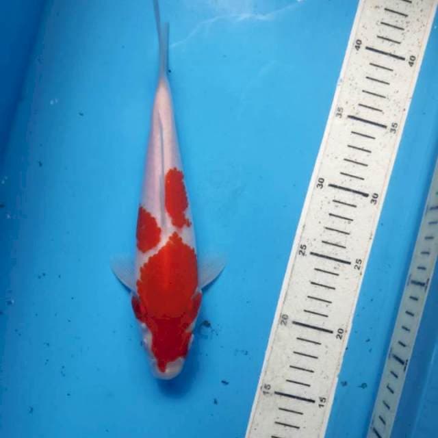 Kohaku, 24cm