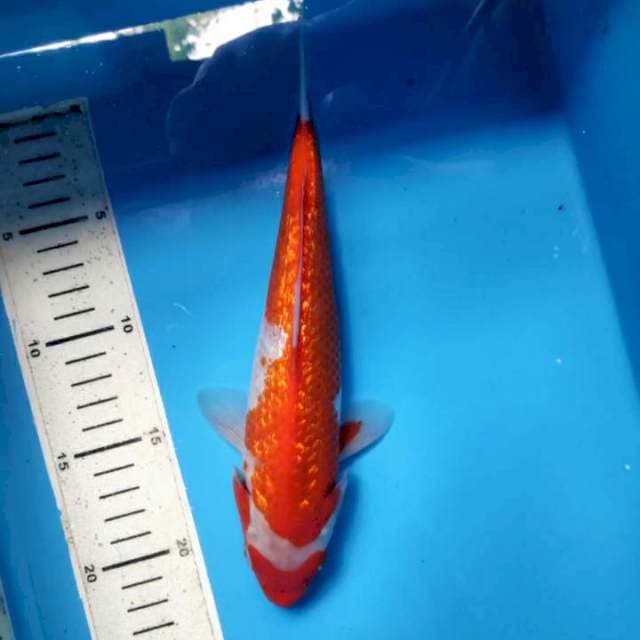 Kohaku ginrin, 24cm