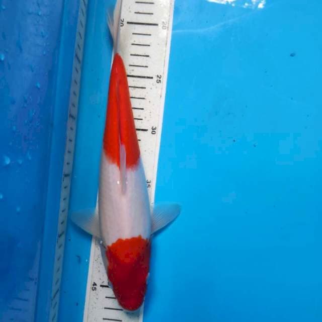 Kohaku, 28cm