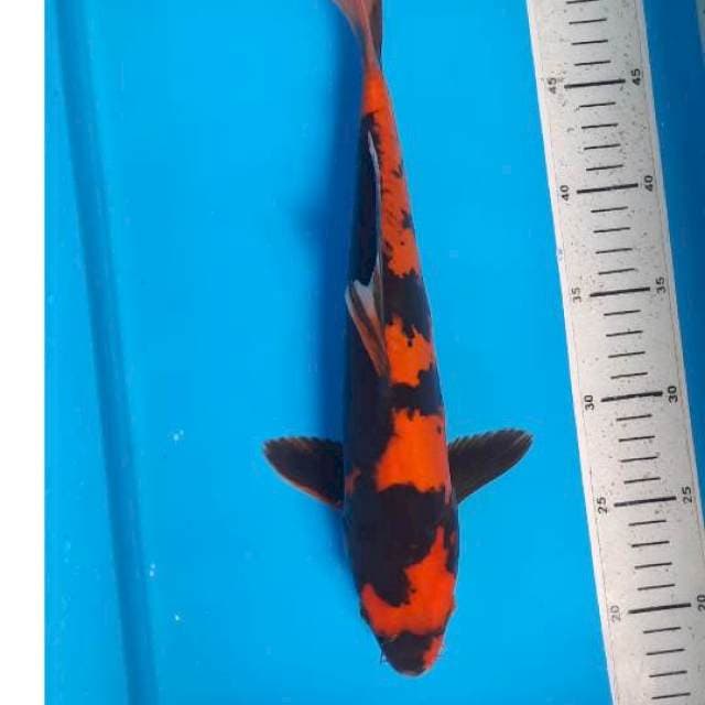 Utsuri 34cm