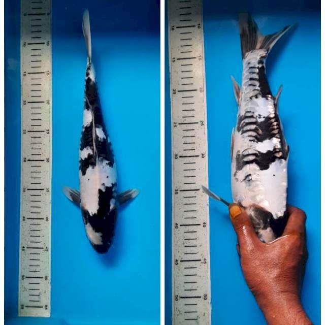 Shiro doit sirip layar gak genap 37cm