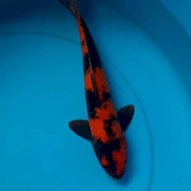 Utsuri 33cm 