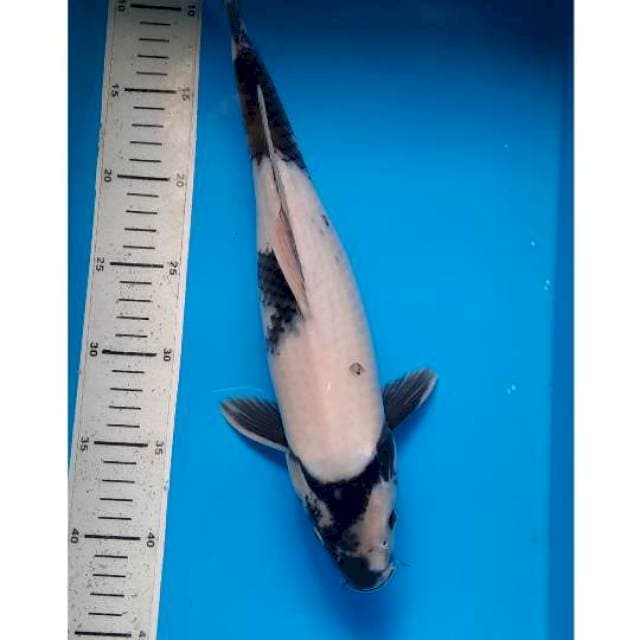 Shiro 37cm