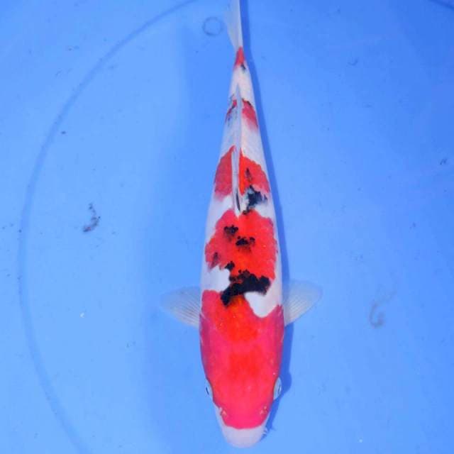 30cm SANKE