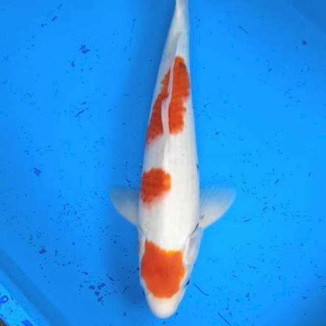 showa tategoi 35cm