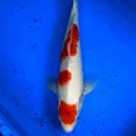 showa tategoi 35cm