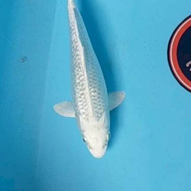 Platinum full ginrin 22 cm