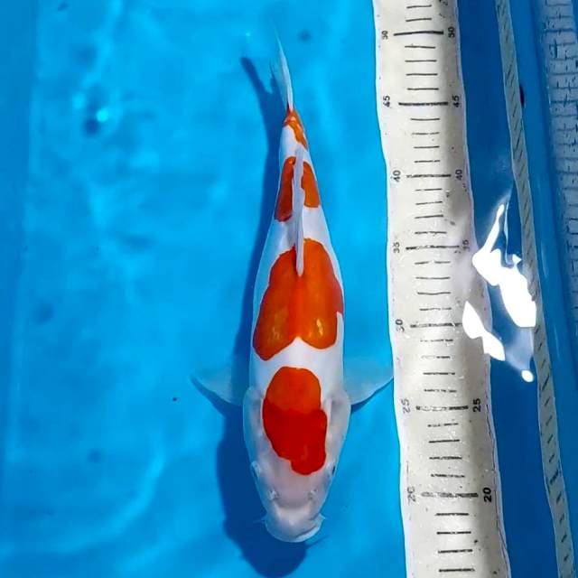 KOHAKU DOITSU 31 CM