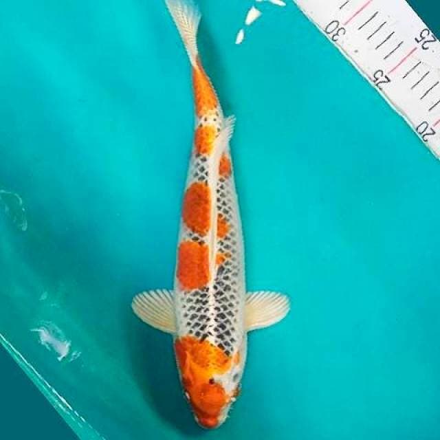 Kujaku Jantan 32cm