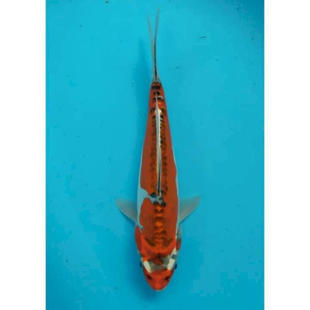 goshiki doitsu 29 cm
