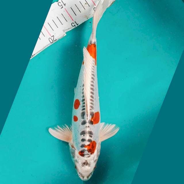 Kiko jantan 34cm