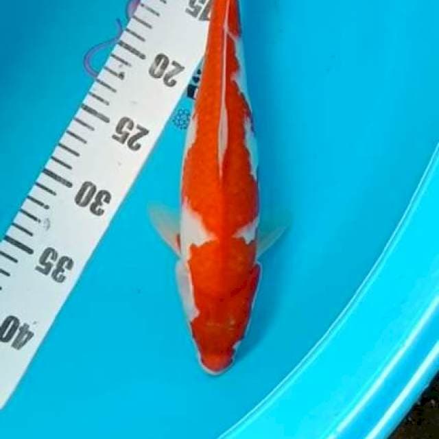 Kohaku 33cm