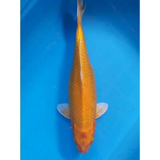 yamabuki ogon 43 cm