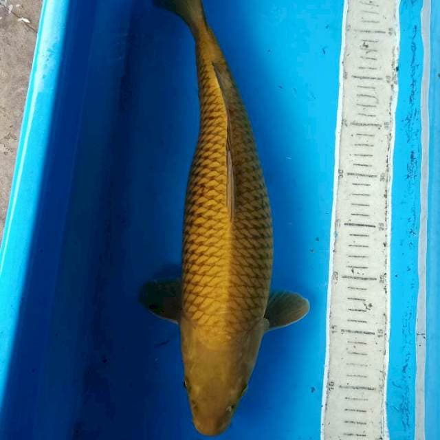 Penjinak kolam 45cm