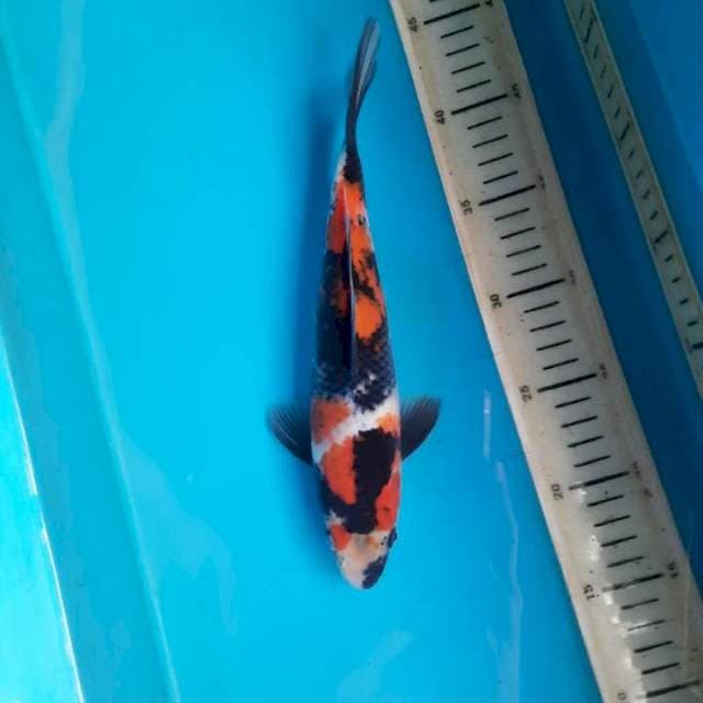 Original Showa sanshoku 26cm