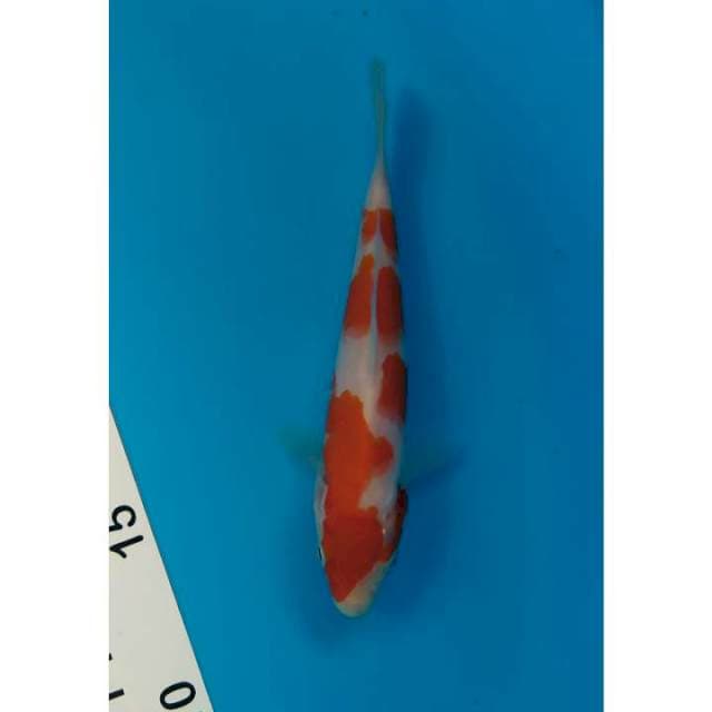 minion kohaku 15 cm