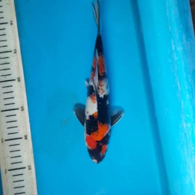 Showa 26cm