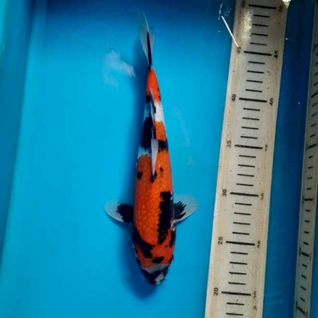 Strong showa 25cm