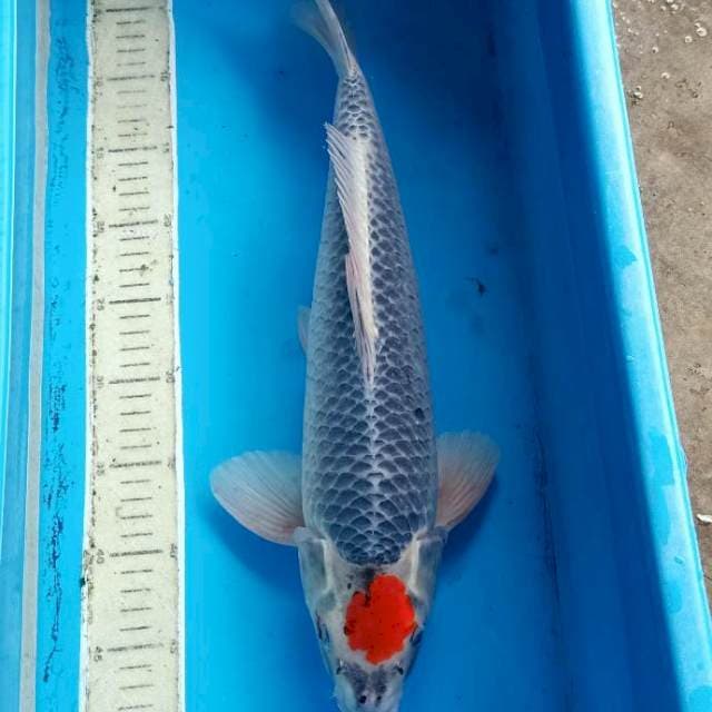 Tancho ghosiki orie male size 50bu