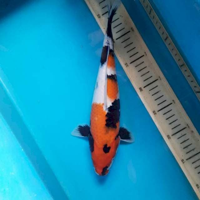 Showa alus 29cm female