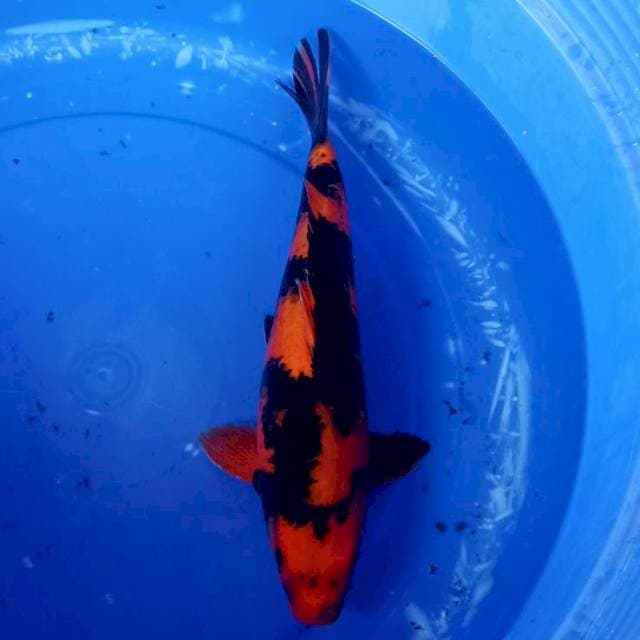Hiutsuri jozz male 40up