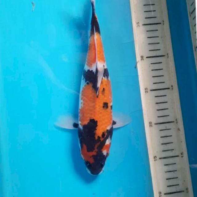 Showa 27cm