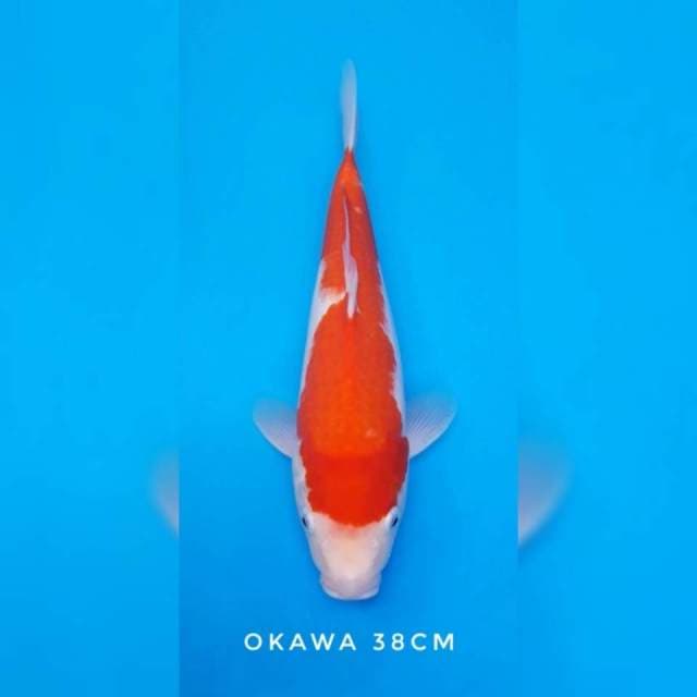Kohaku okawa import