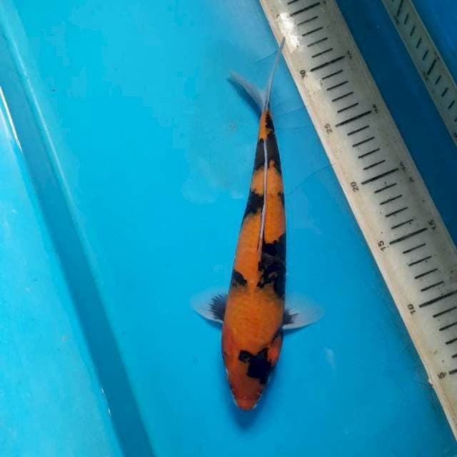 Hi showa 26cm 