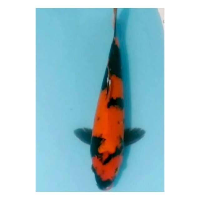 Hi utsuri 34cm