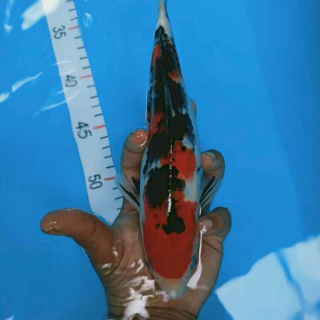 Sanke 25 cm asli merah 
